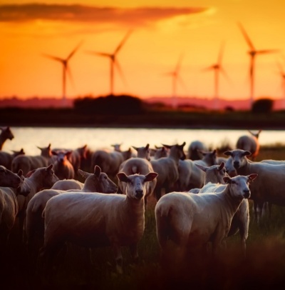 Competitive advantage in low-carbon economy